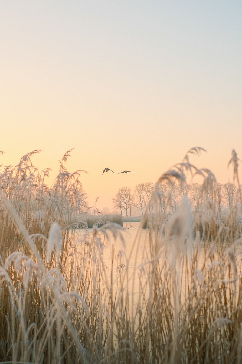 A field with tall grass and birds flying in the sky